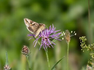 Eulenfalter - Gamma-Eule Autographa gamma) © Gerhard