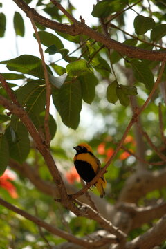 male yellow-crowned bishop (Euplectes afer) in breeding plumage, characterized by its striking black face and underparts contrasting with a bright yellow crown and collar