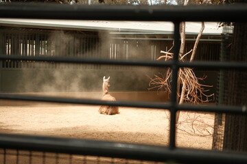  llama (Lama glama) in captivity at zoo surrounded by dust cloud © Sarah
