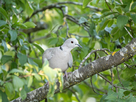 T&uuml;rkentauche (Streptopelia decaocto)  im Obstbaum