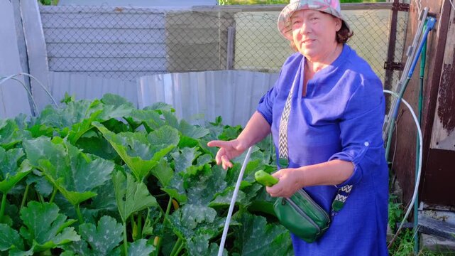 Mature woman inspecting vegetable plants and holding a freshly picked green pepper while gardening in her home garden on a sunny summer day.