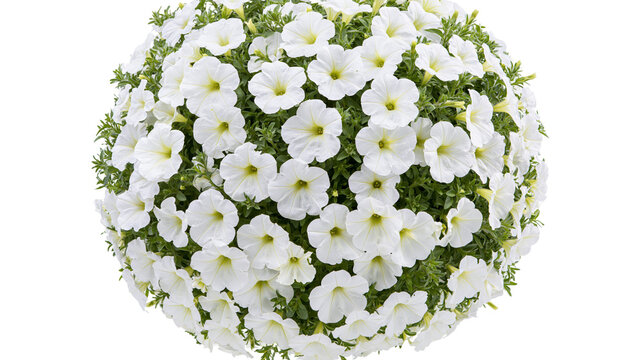 Isolated beautiful white petunias blooming in a vibrant lush bush against a plain backdrop.