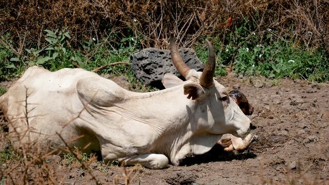 Protective mother zebu cow licking and cleaning her newborn calf just moments after giving birth in a natural, outdoor environment, showing the first moments of their maternal bond