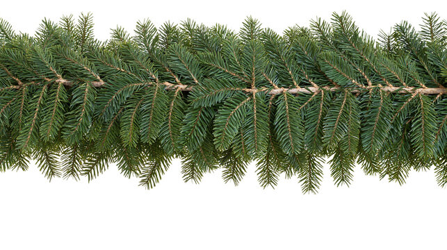 Isolated festive evergreen Christmas garland border of natural fir pine tree branches