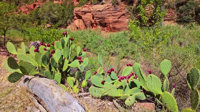 A prickly pear cactus grows on the canyon slope with a panoramic view of Zion National Park behind
