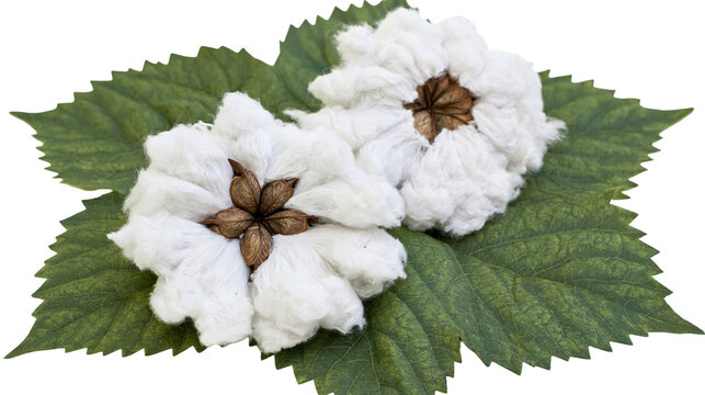Isolated natural soft white raw cotton bolls with vibrant green leaves, agriculture harvest.