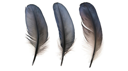Isolated beautiful dark bird feathers showcasing intricate natural patterns and soft textures © Diego