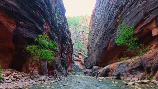 Virgin River flows scenically through the iconic Narrows trail canyon in Zion National Park