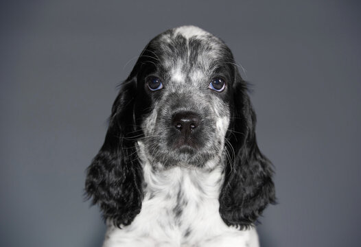 Portrait of a small cute black and white puppy with long black ears of the spaniel breed. Hunting dogs