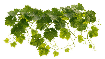 Isolated fresh green grape leaves and twisting tendrils with healthy vibrant foliage © Ioana