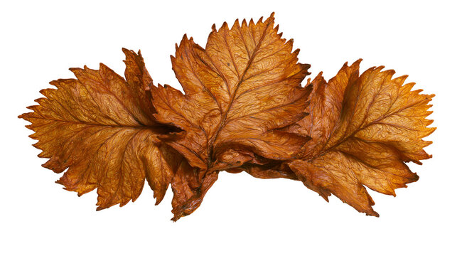 Isolated group of three richly textured dried autumn leaves in warm brown and orange tones