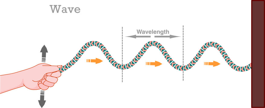 Transverse waves, echo, wavelength, diagram. Making waves. Periodic formation speed. Battle rope, chain, spring. Crests, troughs, Physics, sports graphic. Vector illustration