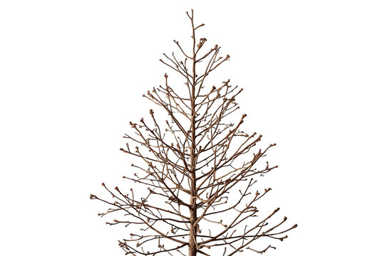 Tall bare deciduous tree with many thin branches