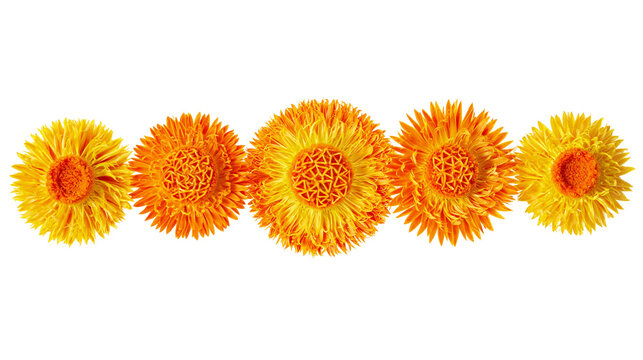 Isolated arrangement of five vibrant yellow and orange dried strawflowers in a horizontal line.