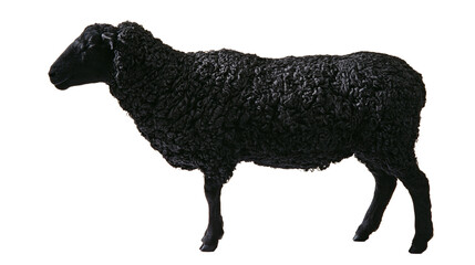 Isolated black curly lamb standing in profile, furry animal with dense wool texture, farm animal © Ioana