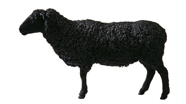 Isolated black curly lamb standing in profile, furry animal with dense wool texture, farm animal