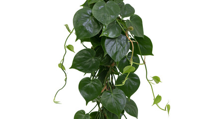 Isolated lush heartleaf philodendron plant, a vibrant green trailing indoor houseplant. © Ioana