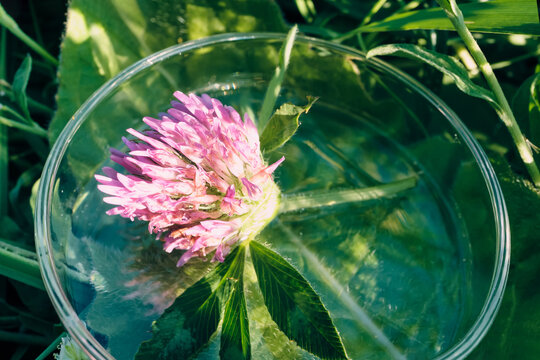 Clover flower in petri dish with cosmetic product surrounded by green grass