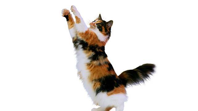 Isolated playful calico cat standing on hind legs, reaching up with its front paws