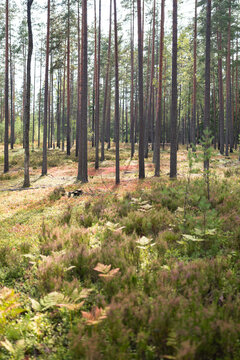 Tall pine trunks rise above colorful heather, ferns, moss and low vegetation during early autumn. Soft sunlight illuminates forest filled with first signs of fall season. 