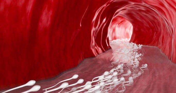 Loop of Human sperm cells swimming towards egg for pregnancy and conception, medical illustration of reproduction system and genetic fusion at cellular level in healthcare. 3D Rendering