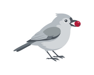 Obraz premium Cute gray bird with a bright red berry in its beak on a white background