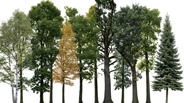Isolated line of diverse forest trees with lush green leaves and vibrant autumn foliage.
