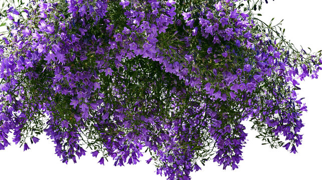 Isolated beautiful purple bellflower hanging plant with vibrant blooms and green foliage