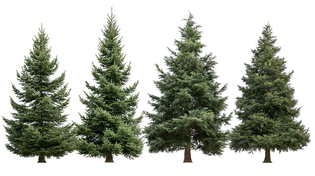 Isolated collection of four evergreen coniferous trees with lush green foliage, diverse shapes