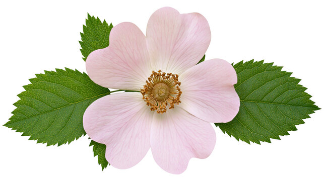 Isolated wild rose flower with delicate pink petals and green leaves, symbolizing natural beauty.