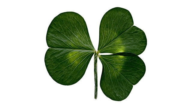 Isolated four-leaf clover, a vibrant green plant symbolizing luck and good fortune