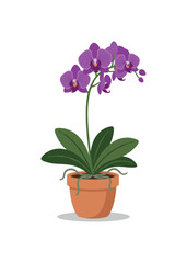 Obraz premium Potted purple orchid flower with green leaves and terracotta pot