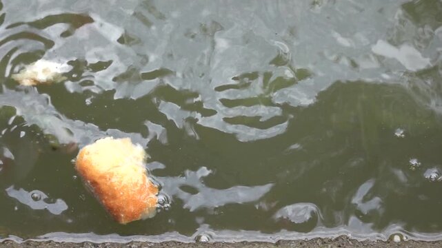 The fish in the pond are fed with thrown dry bread
