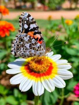 Painted lady butterfly pollinating white daisy flower