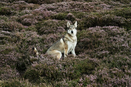 Northern Inuit in the heather at Bleaberry Gill, Swaledale, Yorkshire Dales, North Yorkshire, UK