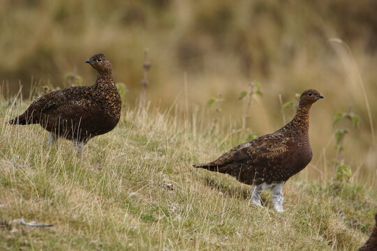 Red Grouse (lagopus scotica) at Bleaberry Gill, Swaledale, Yorkshire Dales, North Yorkshire, UK