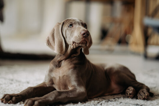 Cute weimaraner puppy lying on carpet at home. Adorable silver dog portrait indoors with soft light and copy space.