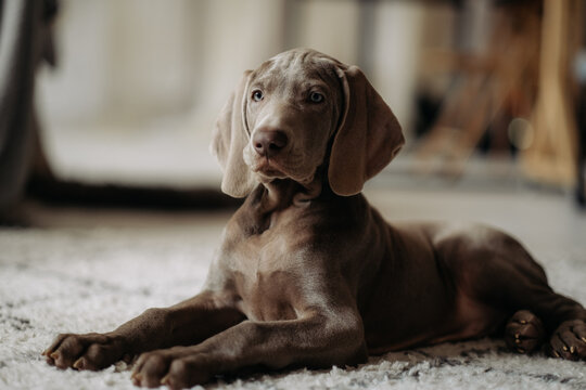 Cute weimaraner puppy lying on carpet at home. Adorable silver dog portrait indoors with soft light and copy space.