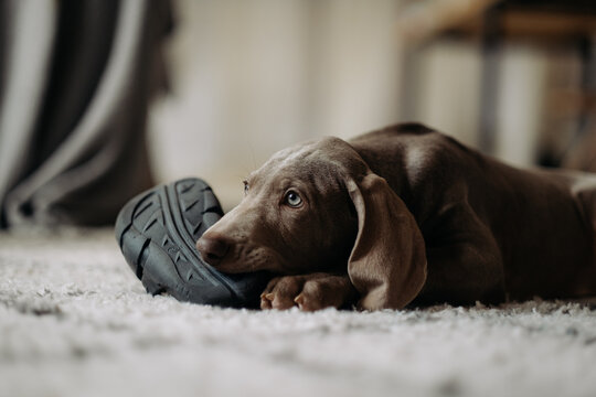 A cute Weimaraner puppy chews on a shoe on the carpet at home. Concept of a naughty dog and indoor pet training.