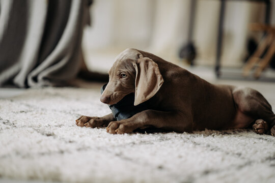 A cute Weimaraner puppy chews on a shoe on the carpet at home. Concept of a naughty dog and indoor pet training.
