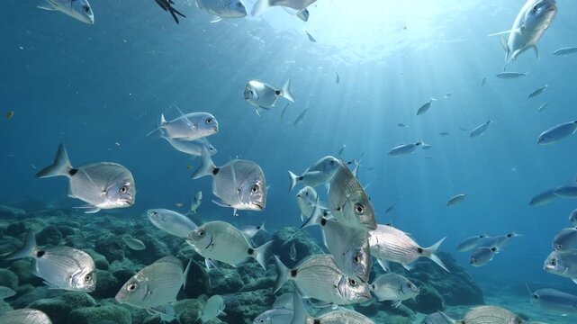 underwater fish scenery from mediterranean  sea breams ocean scenery underwater landscape seabreams  Diplodus sargus