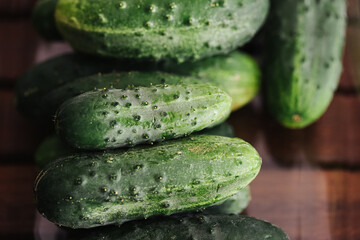 Fresh green cucumbers with rough textured skin in close detail. Raw vegetables harvest healthy food nutrition organic produce summer crop garden freshness agriculture and natural background. © Paweł Michałowski