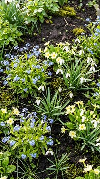 Spring Greeting Fresh Flower Blossom Garden Dew Green Background