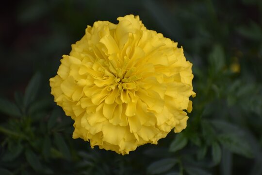 Gros plan macro sur un &oelig;illet d'Inde jaune &eacute;clatant en pleine floraison.