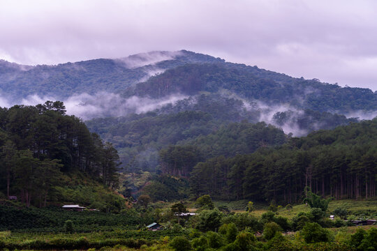 Misty pine mountains near Da Lat, Vietnam