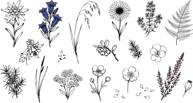Hand Drawn Alpine Wildflower Set with Botanical Herbs and Fern