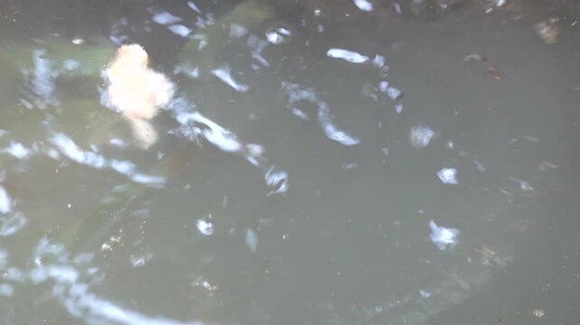 The fish in the pond are fed with thrown dry bread