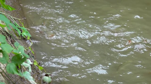 The fish in the pond are fed with thrown dry bread