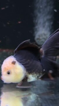 Black and White Panda Oranda Goldfish Close Up