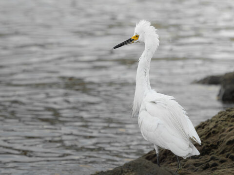 Snowy egret in a natural coastal wetland